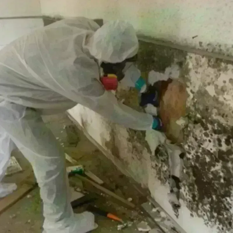 Mold Remediation and Removal in Granite Bay, CA